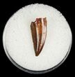 Raptor Tooth From Morocco - #5055-1